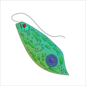 1st PUC Biology Chapter 2 Biological Classification