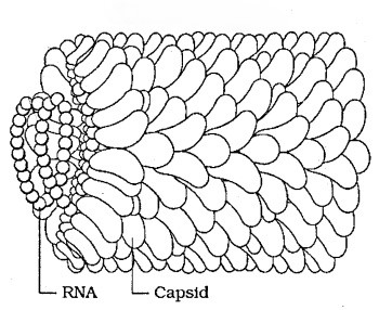 1st PUC Biology Chapter 2 Biological Classification