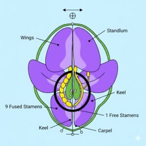 1st PUC Biology Chapter 5 Morphology of Flowering Plants