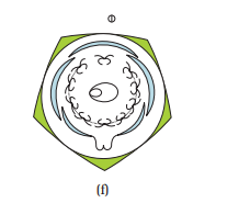 1st PUC Biology Chapter 5 Morphology of Flowering Plants