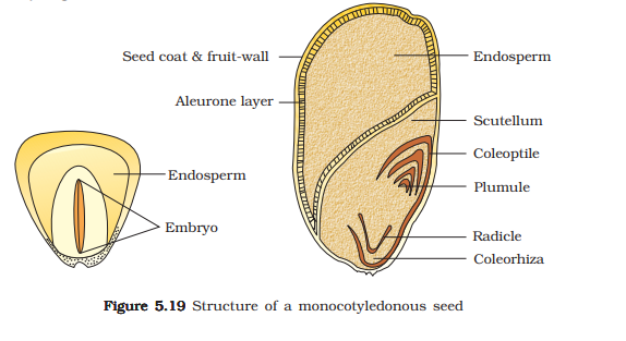 1st PUC Biology Chapter 5 Morphology of Flowering Plants