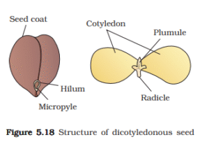 1st PUC Biology Chapter 5 Morphology of Flowering Plants