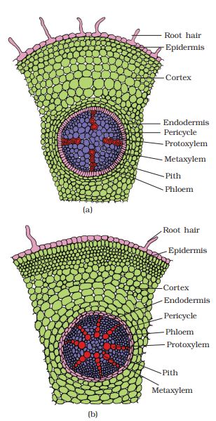 1st PUC Biology Chapter 6 Anatomy of Flowering Plants