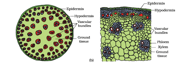 1st PUC Biology Chapter 6 Anatomy of Flowering Plants