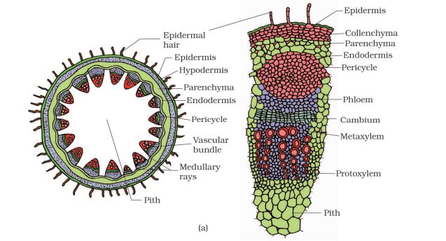 1st PUC Biology Chapter 6 Anatomy of Flowering Plants
