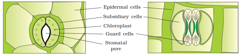 1st PUC Biology Chapter 6 Anatomy of Flowering Plants