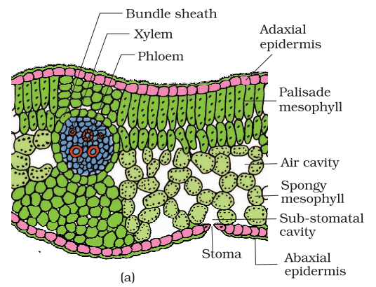 1st PUC Biology Chapter 6 Anatomy of Flowering Plants