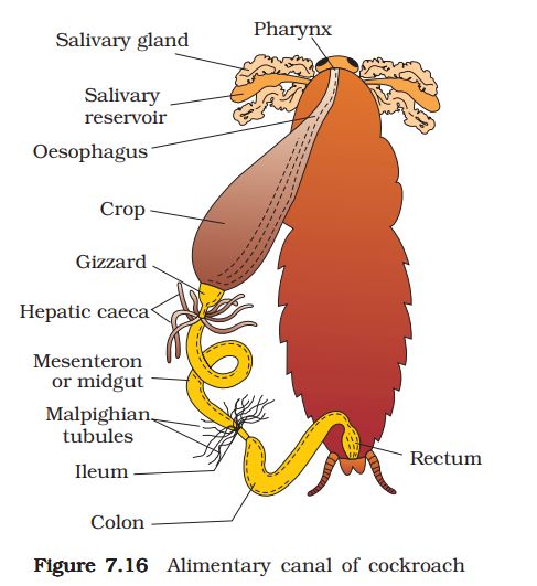 1st PUC Biology Chapter 8 Structural Organisation in Animals