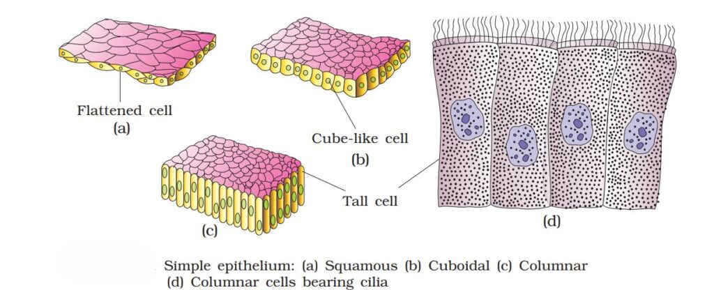 1st PUC Biology Chapter 8 Structural Organisation in Animals
