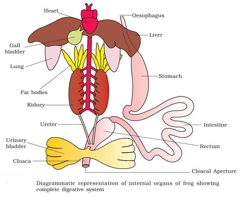 1st PUC Biology Chapter 8 Structural Organisation in Animals