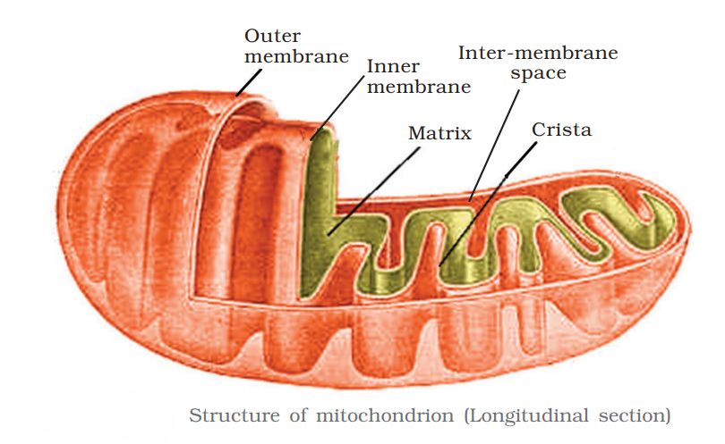 1st PUC Biology Chapter 8 CELL: THE UNIT OF LIFE