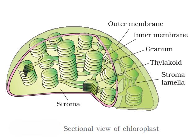 1st PUC Biology Chapter 8 CELL: THE UNIT OF LIFE