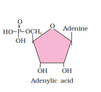 1ST PUC Biology Chapter 9 BIOMOLECULES
