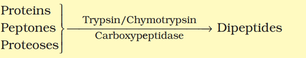 1st PUC Biology Chapter 16 Digestion And Absorption