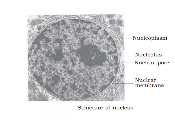 1st PUC Biology Chapter 8 CELL: THE UNIT OF LIFE