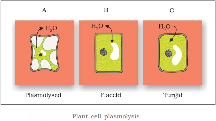 1ST PUC Biology Chapter 11 TRANSPORT IN PLANTS