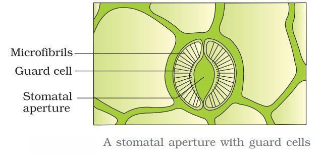 1ST PUC Biology Chapter 11 TRANSPORT IN PLANTS