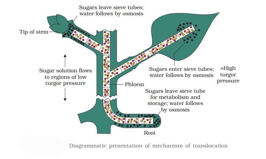 1ST PUC Biology Chapter 11 TRANSPORT IN PLANTS