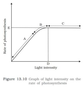 1st PUC Biology Chapter 13 PHOTOSYNTHESIS IN HIGHER PLANTS