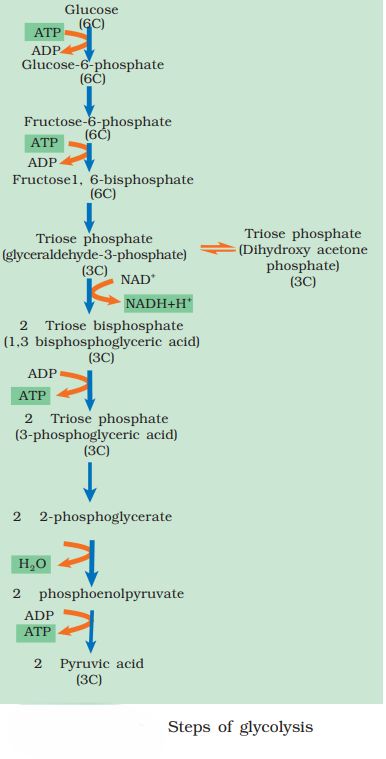 1st PUC Biology Chapter 14 RESPIRATION IN PLANTS