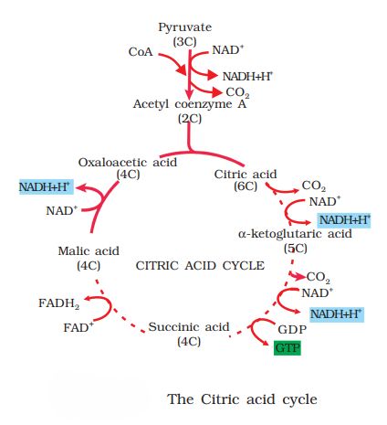 1st PUC Biology Chapter 14 RESPIRATION IN PLANTS