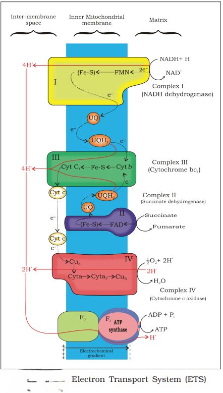 1st PUC Biology Chapter 14 RESPIRATION IN PLANTS