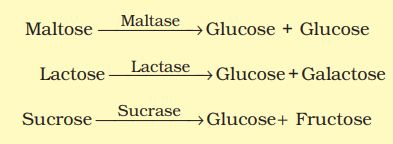 1st PUC Biology Chapter 16 Digestion And Absorption
