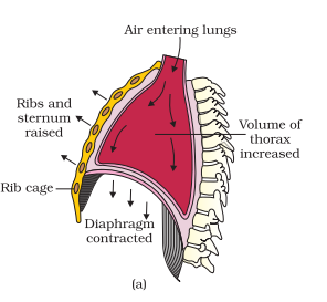 1st PUC Biology Chapter 17 Breathing and Exchange of Gases