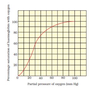 1st PUC Biology Chapter 17 Breathing and Exchange of Gases