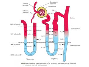 1st PUC Biology Chapter 19 Excretory Products And Their Elimination