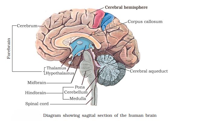 1st PUC Biology Chapter 21 Neural Control And Coordination