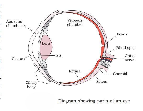 1st PUC Biology Chapter 21 Neural Control And Coordination