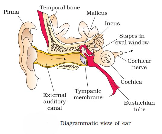 1st PUC Biology Chapter 21 Neural Control And Coordination