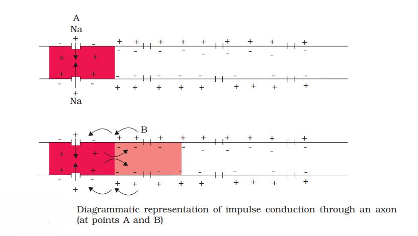 1st PUC Biology Chapter 21 Neural Control And Coordination