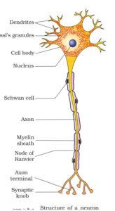 1st PUC Biology Chapter 21 Neural Control And Coordination