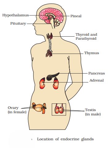 1st PUC Biology Chapter 22 Chemical Coordination And Integration