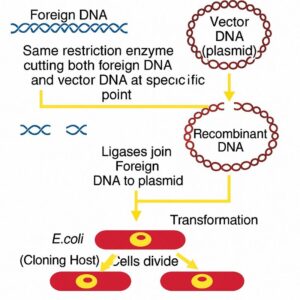 2nd PUC Biology Chapter 12 Biotechnology and Its Application