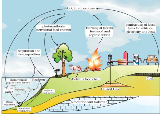 2nd PUC Biology Chapter 14 Ecosystem