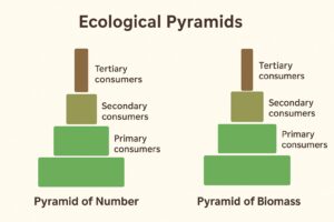 2nd PUC Biology Chapter 14 Ecosystem