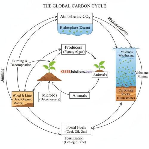 2nd PUC Biology Chapter 14 Ecosystem